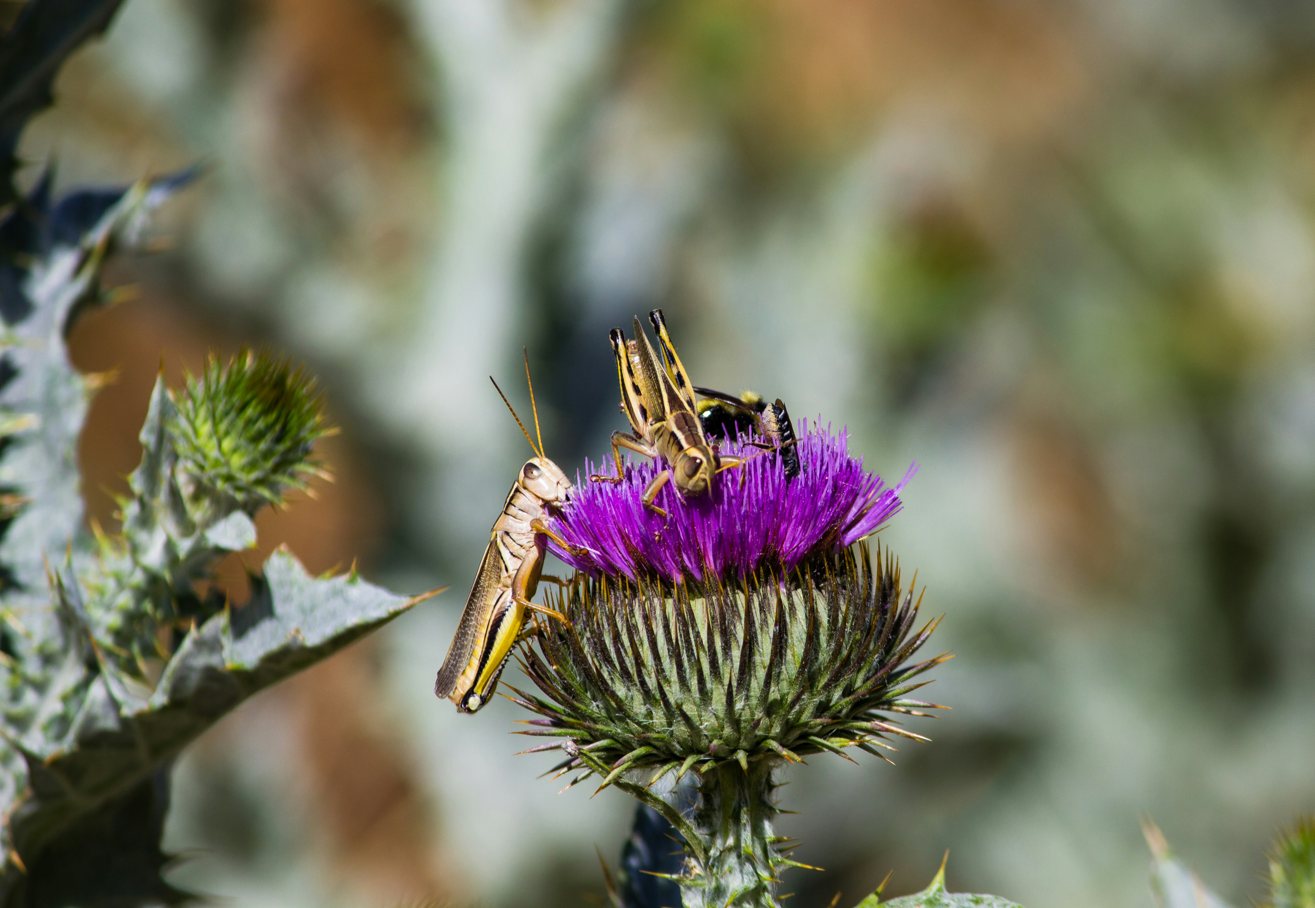 brown grasshopper perched on purple flower in close up photography during daytime